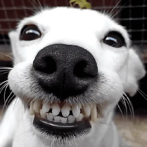 🐶🐕🦴PERRITOS | DOGS🦴🐕🐶
