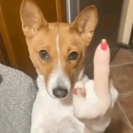 🐶🐕🦴PERRITOS | DOGS🦴🐕🐶
