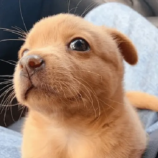 🐶🐕🦴PERRITOS | DOGS🦴🐕🐶