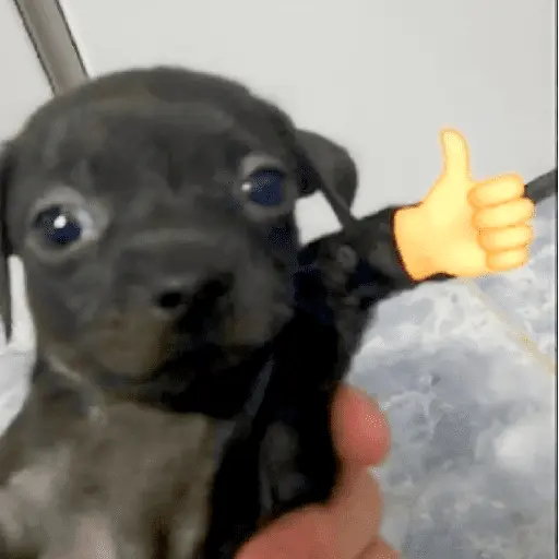 🐶🐕🦴PERRITOS | DOGS🦴🐕🐶