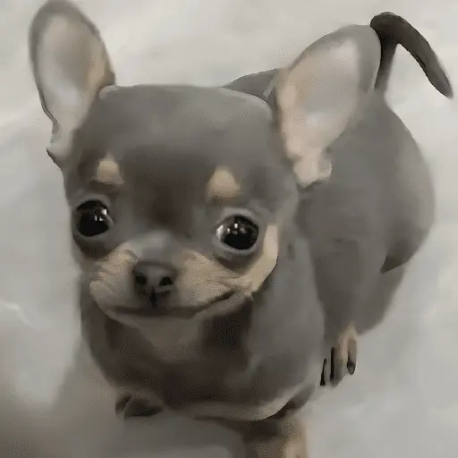 🐶🐕🦴PERRITOS | DOGS🦴🐕🐶