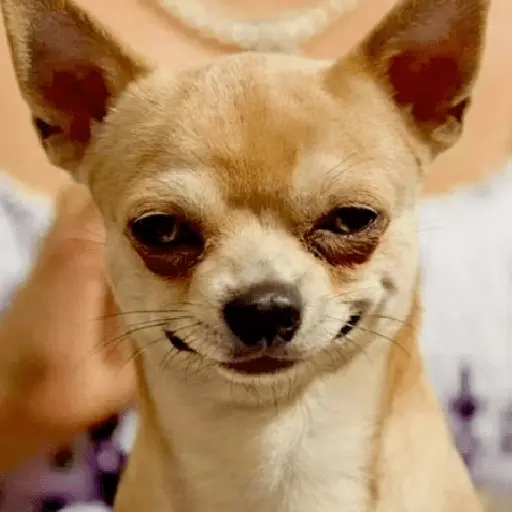 🐶🐕🦴PERRITOS | DOGS🦴🐕🐶