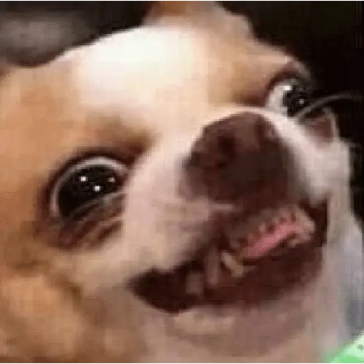 🌈🐕✨️Perros Mood Divertidos✨️🐕🌈