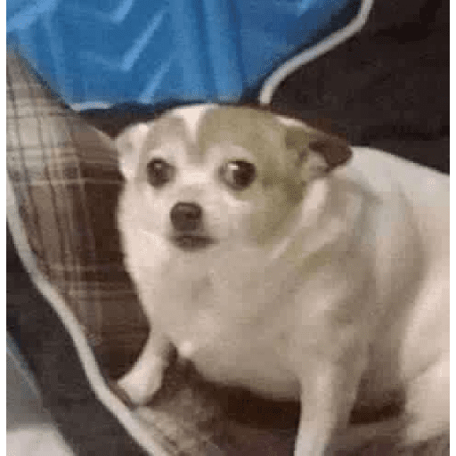 🌈🐕✨️Perros Mood Divertidos✨️🐕🌈 preview