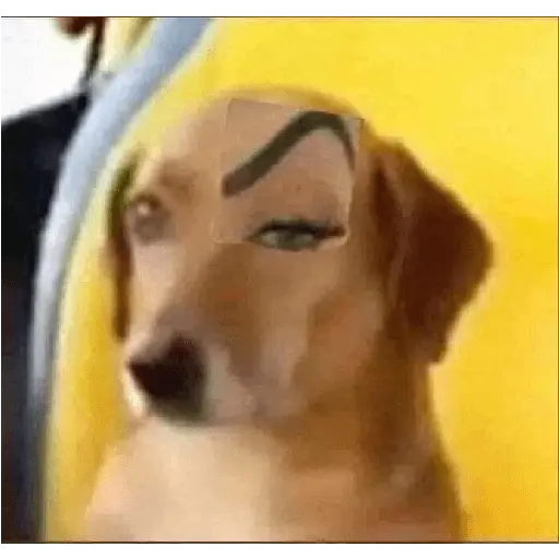 🌈🐕✨️Perros Mood Divertidos✨️🐕🌈