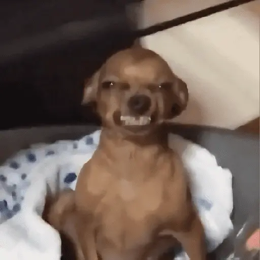 🌈🐕✨️Perros Mood Divertidos✨️🐕🌈