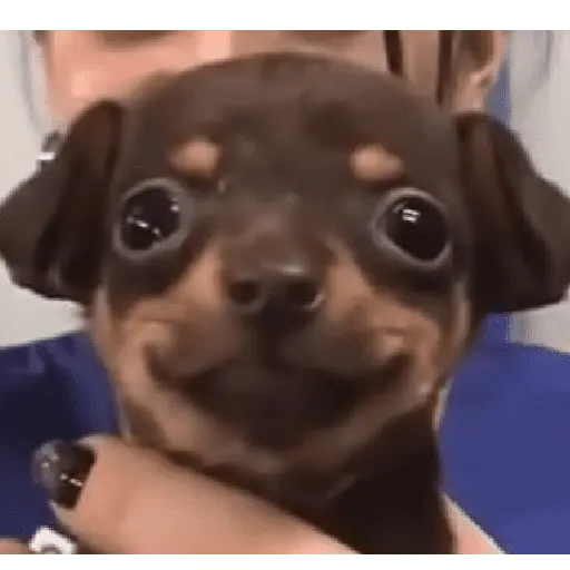 🌈🐕✨️Perros Mood Divertidos✨️🐕🌈