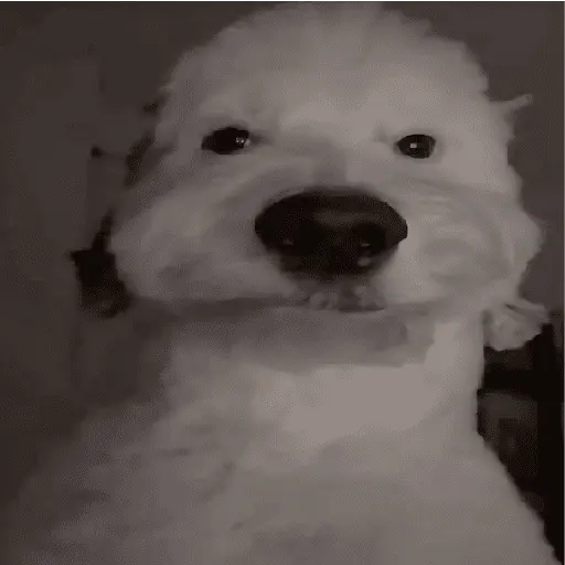 🌈🐕✨️Perros Mood Divertidos✨️🐕🌈