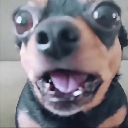 🌈🐕✨️Perros Mood Divertidos✨️🐕🌈