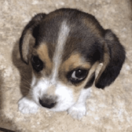 🌈🐕✨️Perros Mood Divertidos✨️🐕🌈 preview