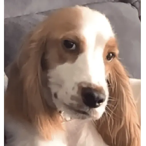 🌈🐕✨️Perros Mood Divertidos✨️🐕🌈