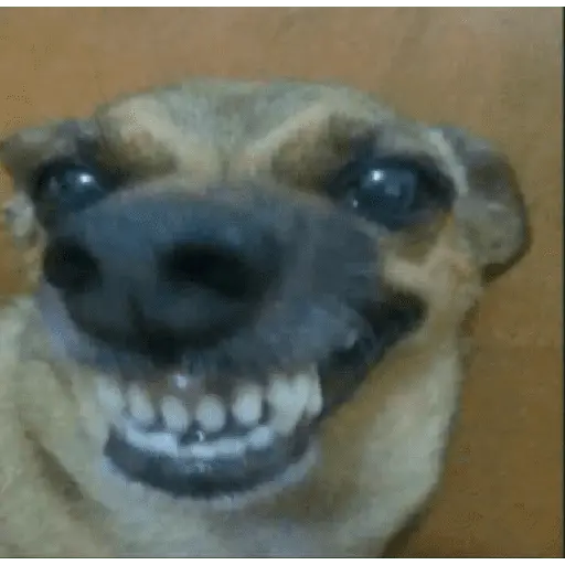 🌈🐕✨️Perros Mood Divertidos✨️🐕🌈