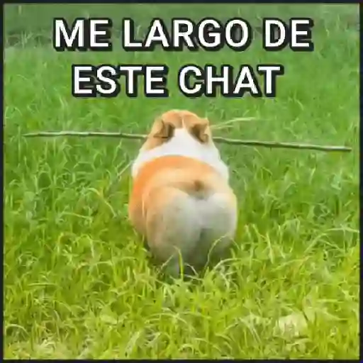 🐾⋆Perros|Dogs|Perritos🐾°