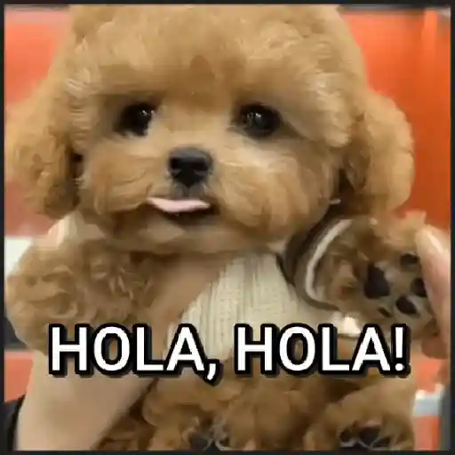 🐾⋆Perros|Dogs|Perritos🐾° preview