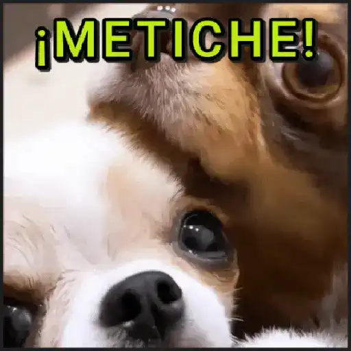 🐾⋆Perros|Dogs|Perritos🐾°