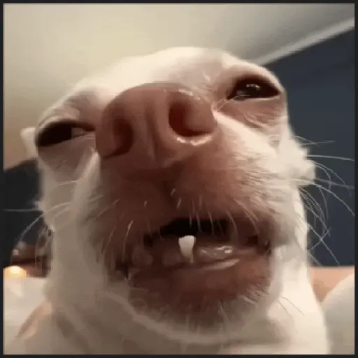 🐾⋆Perros|Dogs|Perritos🐾°