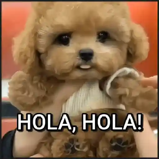 🐾⋆Perros|Dogs|Perritos🐾°