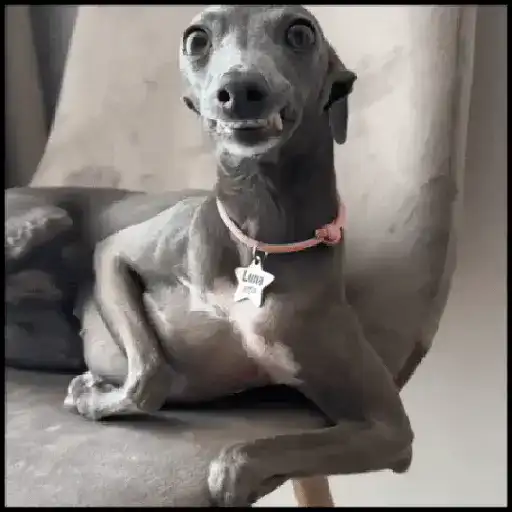 🐾⋆Perros|Dogs|Perritos🐾°