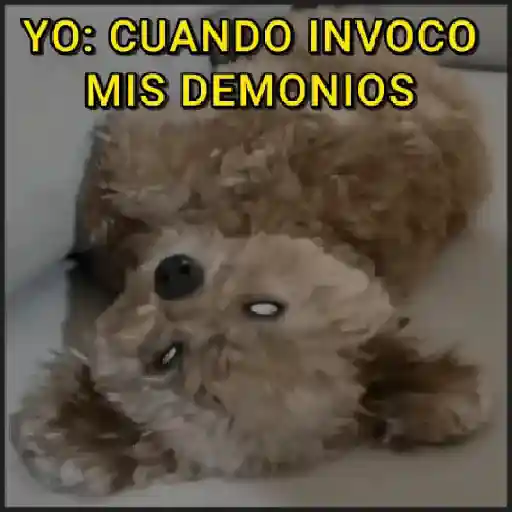 🐾⋆Perros|Dogs|Perritos🐾°