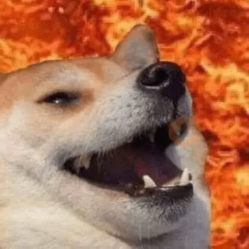 Memes gatos e cachorros sticker 15