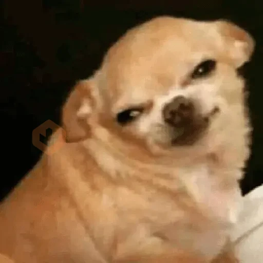 Memes gatos e cachorros sticker 12