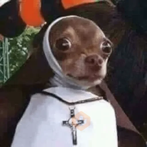 Memes gatos e cachorros sticker 13