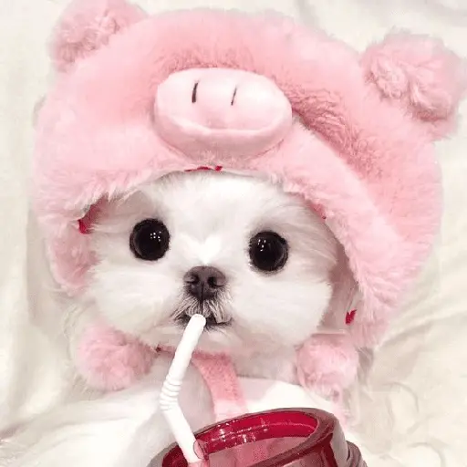 🐕  Perros  Cute 💕