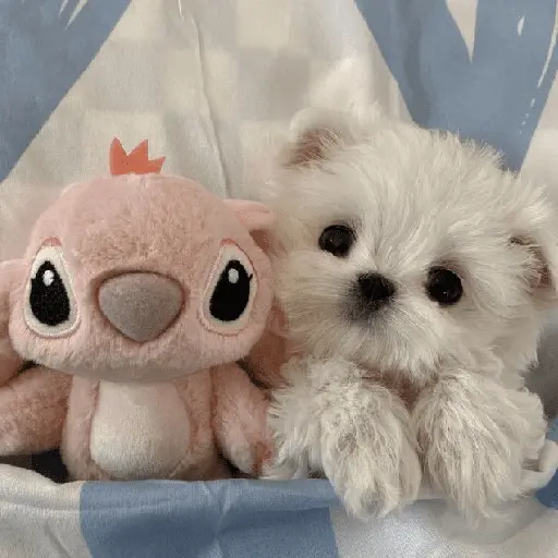 🐕  Perros  Cute 💕