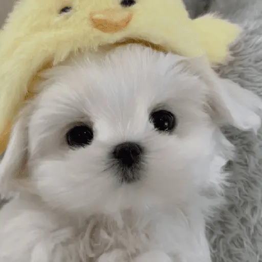 🐕  Perros  Cute 💕