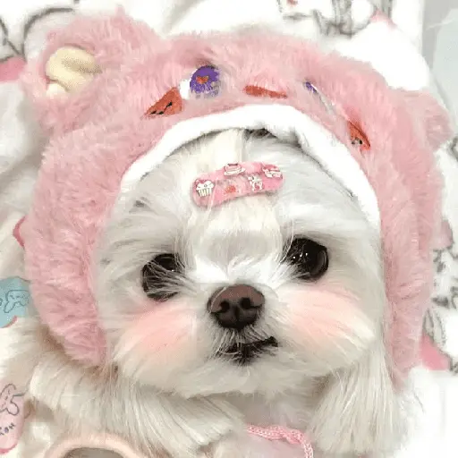 🐕  Perros  Cute 💕