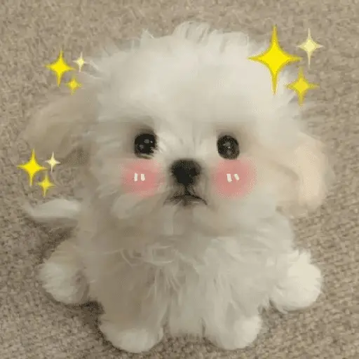 🐕  Perros  Cute 💕