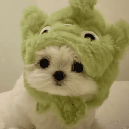 🐕  Perros  Cute 💕