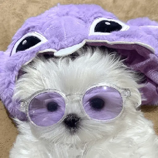 🐕  Perros  Cute 💕