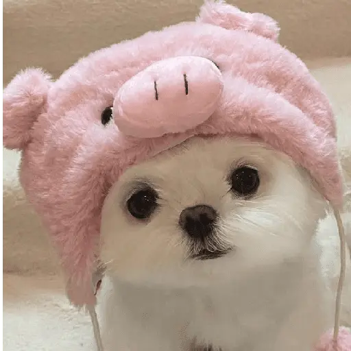 🐕  Perros  Cute 💕