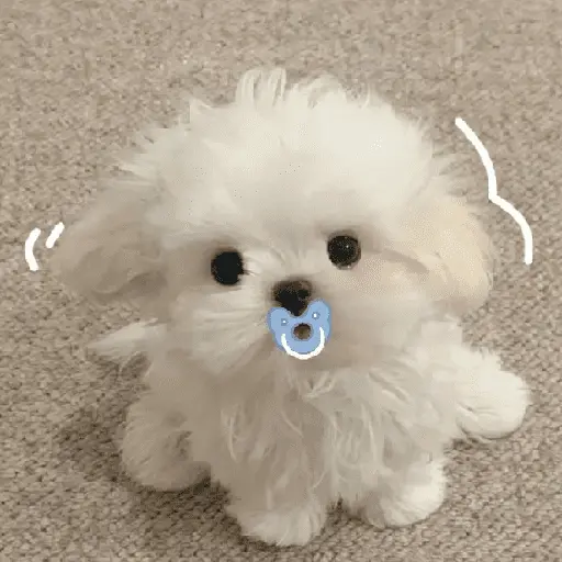 🐕  Perros  Cute 💕