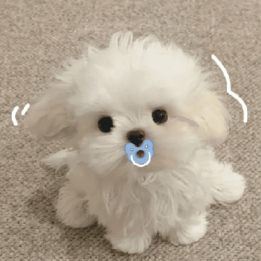 🐕  Perros  Cute 💕 preview