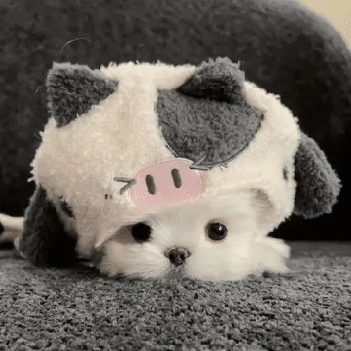 🐕  Perros  Cute 💕
