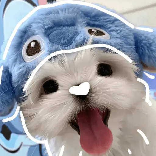 🐕  Perros  Cute 💕