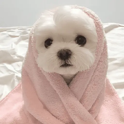 🐕  Perros  Cute 💕
