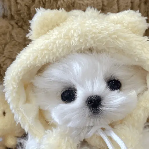 🐕  Perros  Cute 💕