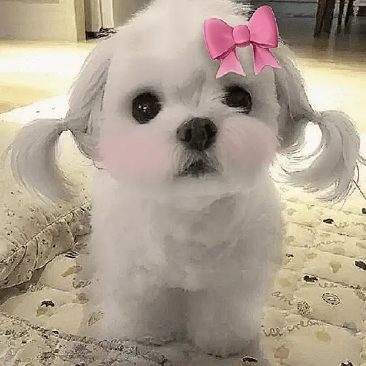 🐕  Perros  Cute 💕