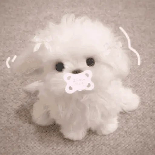 🐕  Perros  Cute 💕