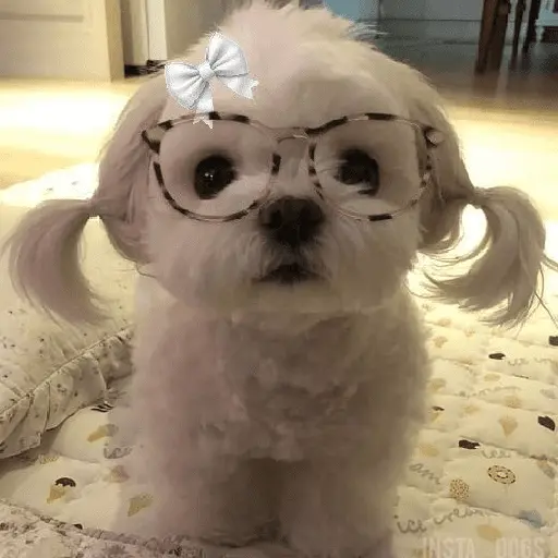 🐕  Perros  Cute 💕
