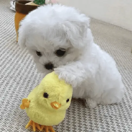 🐕  Perros  Cute 💕