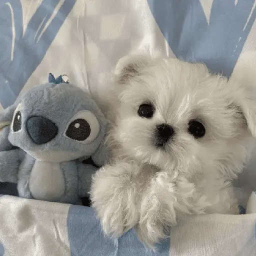 🐕  Perros  Cute 💕