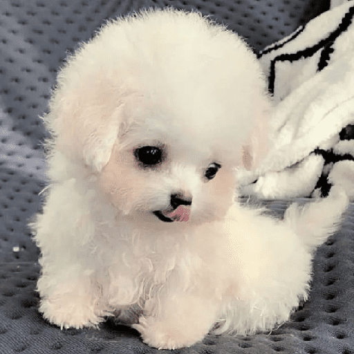 🐕  Perros  Cute 💕 preview