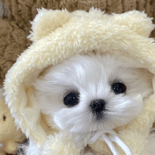 🐕  Perros  Cute 💕 preview