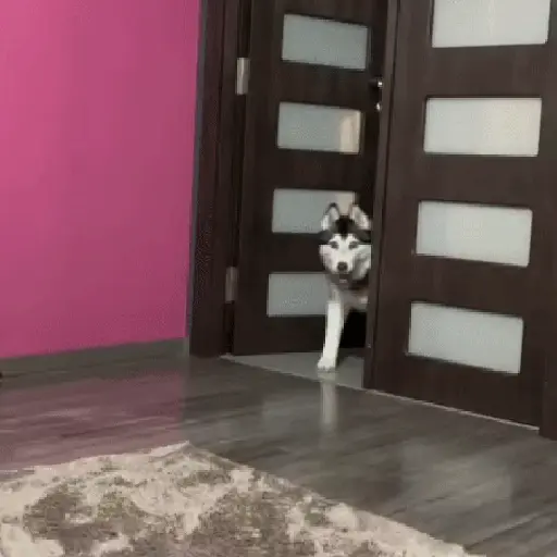 PeRROs  AdOrAbLeS 🐕🐶