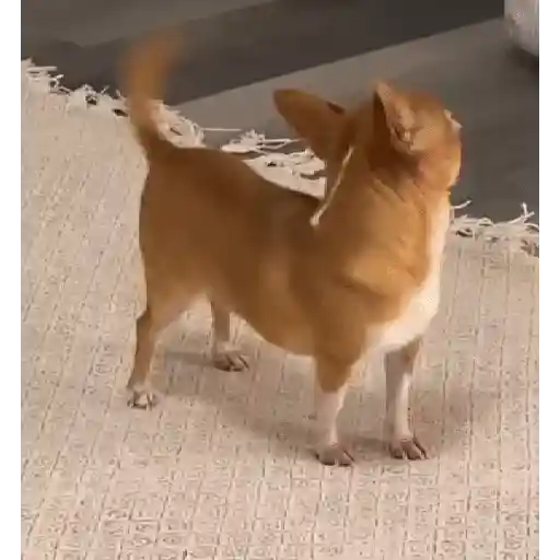 PeRROs  AdOrAbLeS 🐕🐶