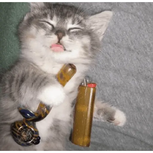 gatos y perros locos